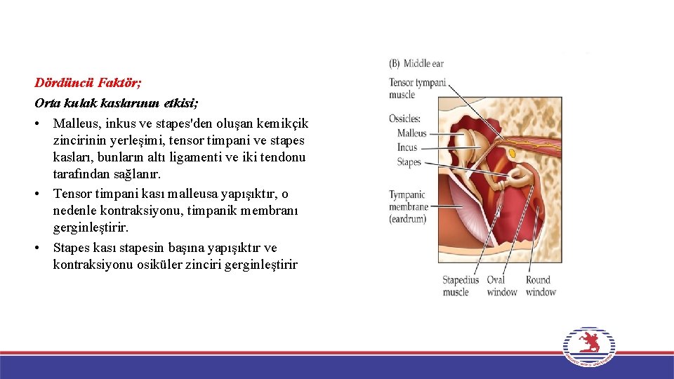 Dördüncü Faktör; Orta kulak kaslarının etkisi; • Malleus, inkus ve stapes'den oluşan kemikçik zincirinin