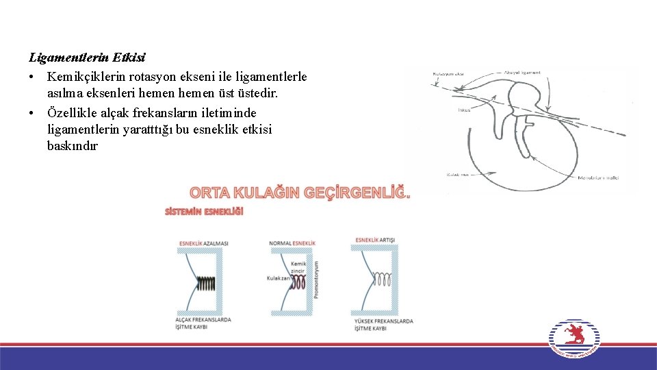 Ligamentlerin Etkisi • Kemikçiklerin rotasyon ekseni ile ligamentlerle asılma eksenleri hemen üstedir. • Özellikle