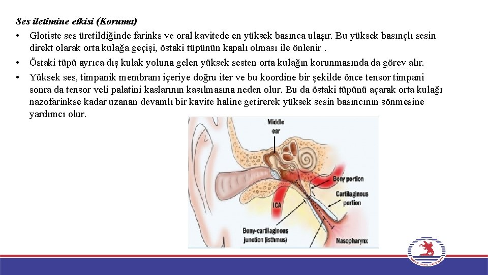 Ses iletimine etkisi (Koruma) • Glotiste ses üretildiğinde farinks ve oral kavitede en yüksek