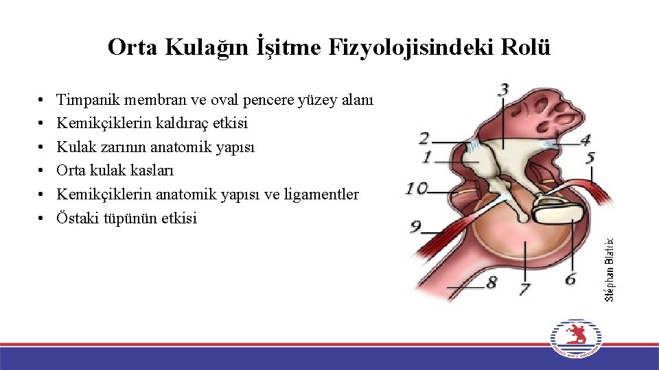 Orta Kulağın İşitme Fizyolojisindeki Rolü • • • Timpanik membran ve oval pencere yüzey