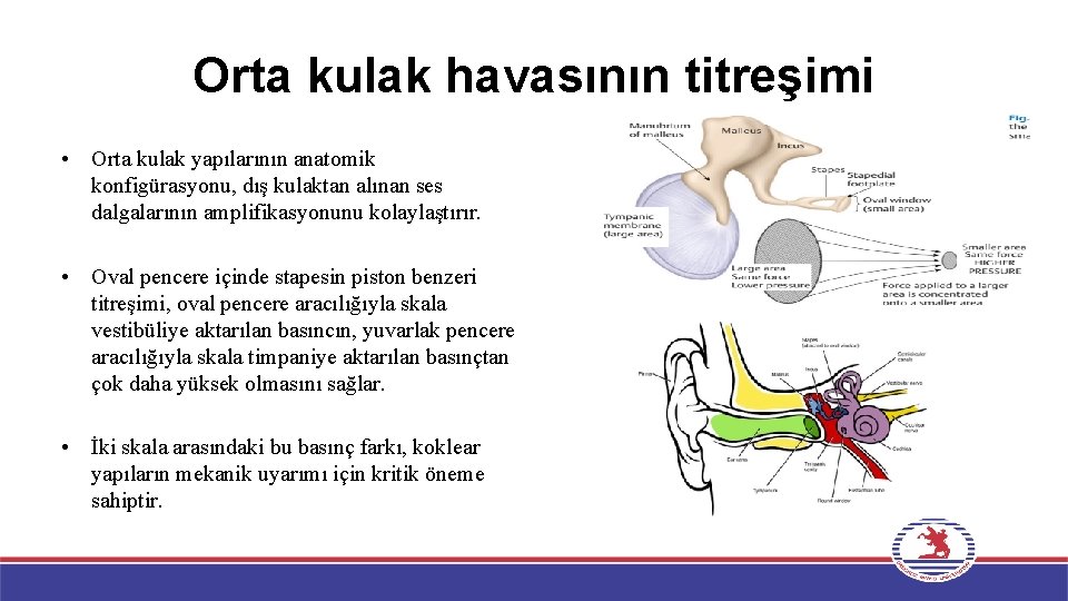 Orta kulak havasının titreşimi • Orta kulak yapılarının anatomik konfigürasyonu, dış kulaktan alınan ses