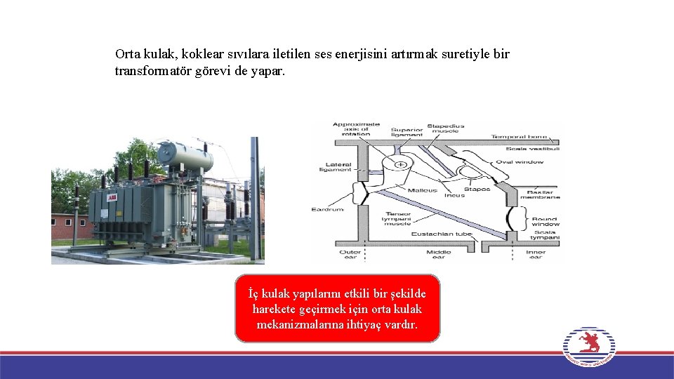 Orta kulak, koklear sıvılara iletilen ses enerjisini artırmak suretiyle bir transformatör görevi de yapar.