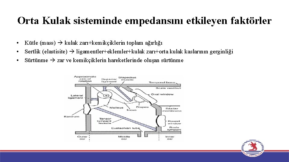 Orta Kulak sisteminde empedansını etkileyen faktörler • Kütle (mass) kulak zarı+kemikçiklerin toplam ağırlığı •