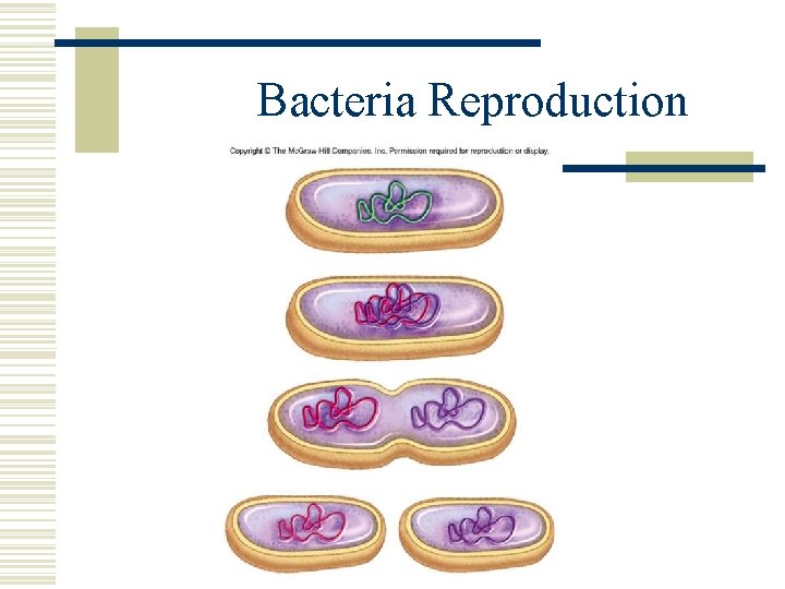 Bacteria Reproduction 