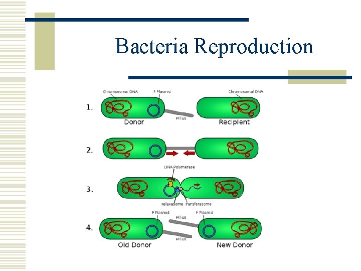 Bacteria Reproduction 