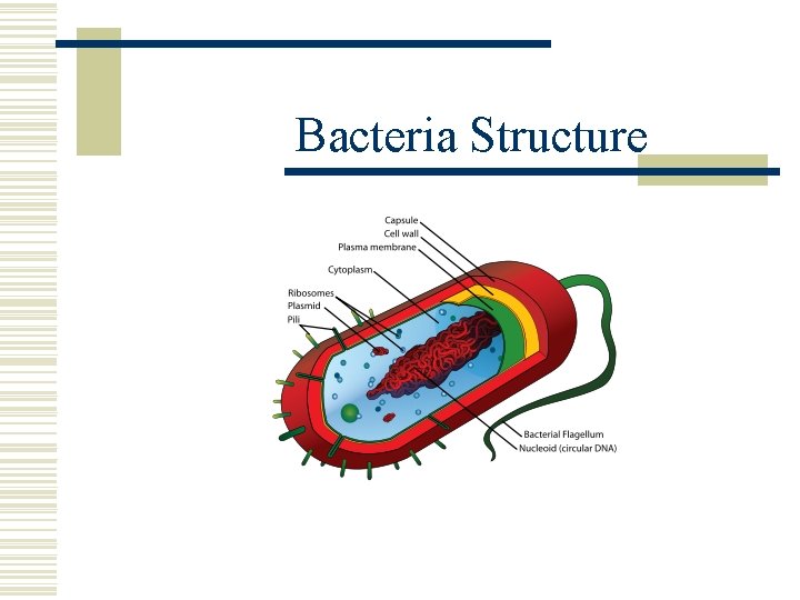 Bacteria Structure 