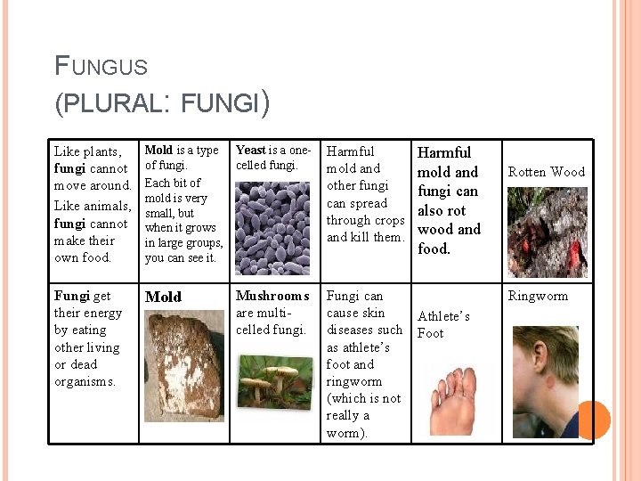 FUNGUS (PLURAL: FUNGI) Like plants, fungi cannot move around. Like animals, fungi cannot make