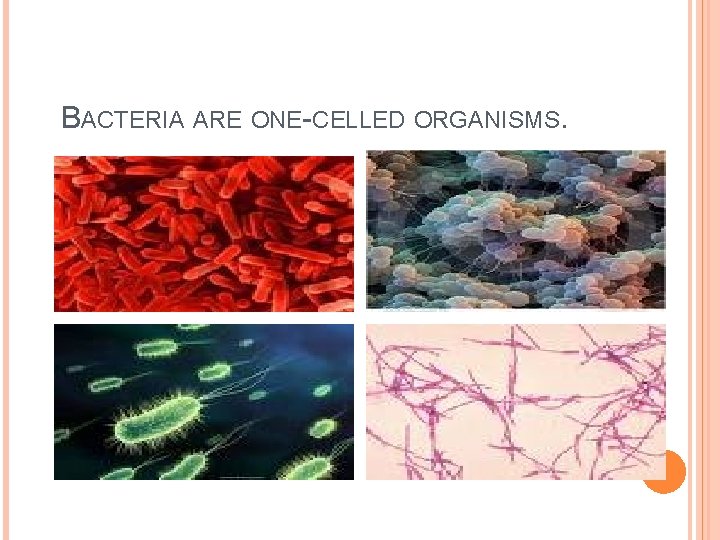 BACTERIA ARE ONE-CELLED ORGANISMS. BACTERIA ARE ONE-CELLED ORGANISMS.