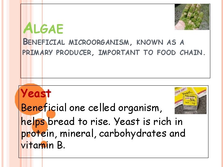 ALGAE BENEFICIAL MICROORGANISM, KNOWN AS A PRIMARY PRODUCER, IMPORTANT TO FOOD CHAIN. Yeast Beneficial ALGAE BENEFICIAL MICROORGANISM, KNOWN AS A PRIMARY PRODUCER, IMPORTANT TO FOOD CHAIN. Yeast Beneficial