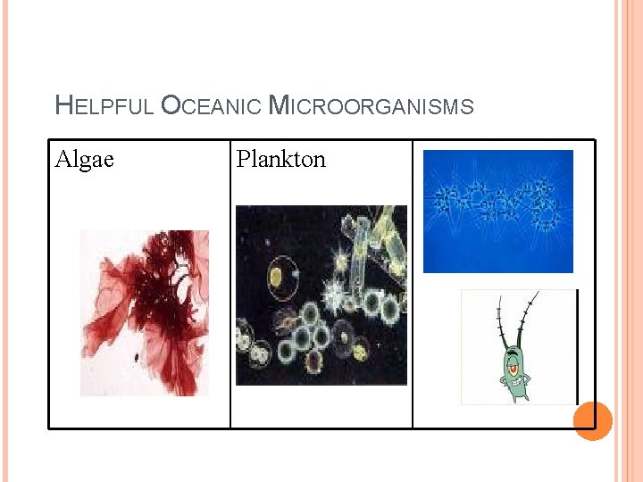 HELPFUL OCEANIC MICROORGANISMS Algae Plankton 