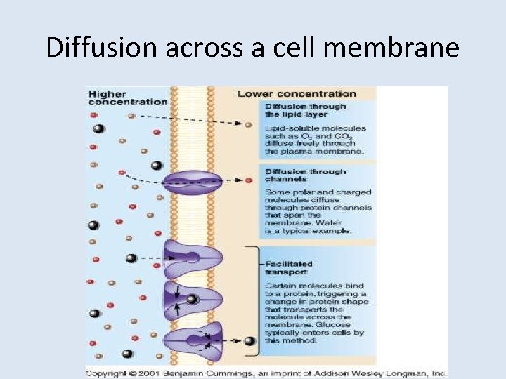 Diffusion across a cell membrane 