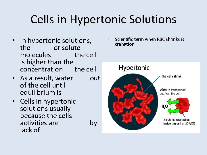 Cells in Hypertonic Solutions • In hypertonic solutions, the of solute molecules the cell