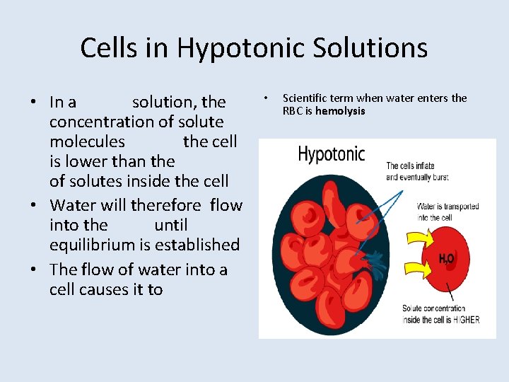 Cells in Hypotonic Solutions • In a solution, the concentration of solute molecules the