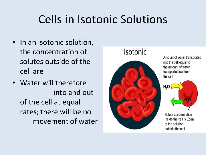 Cells in Isotonic Solutions • In an isotonic solution, the concentration of solutes outside