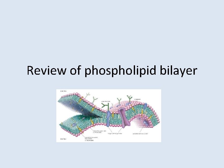 Review of phospholipid bilayer 