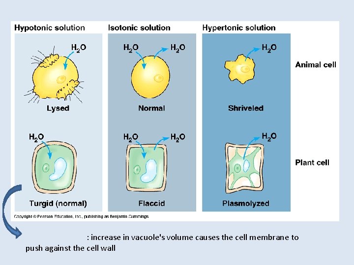 : increase in vacuole's volume causes the cell membrane to push against the cell