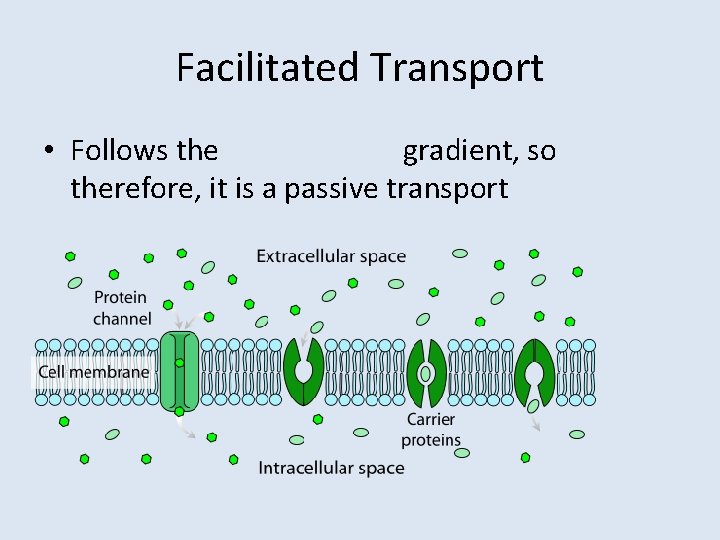 Facilitated Transport • Follows the gradient, so therefore, it is a passive transport 