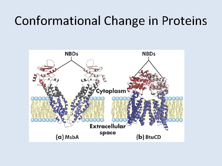 Conformational Change in Proteins 