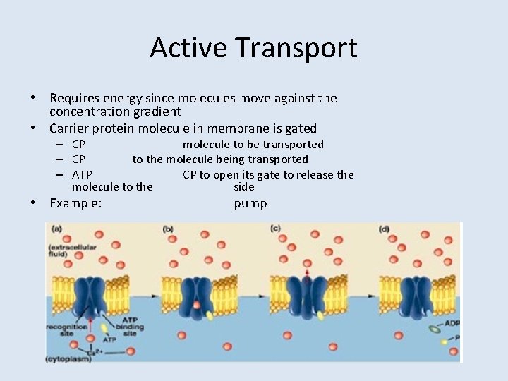 Active Transport • Requires energy since molecules move against the concentration gradient • Carrier