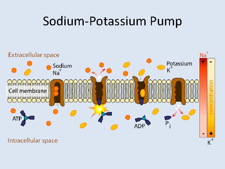 Sodium-Potassium Pump 