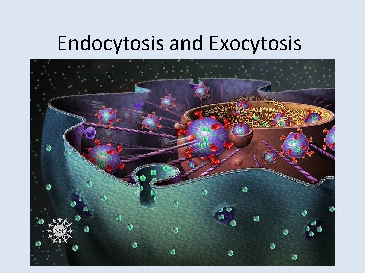 Endocytosis and Exocytosis 