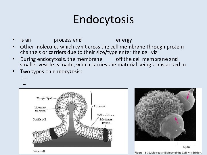 Endocytosis • Is an process and energy • Other molecules which can’t cross the