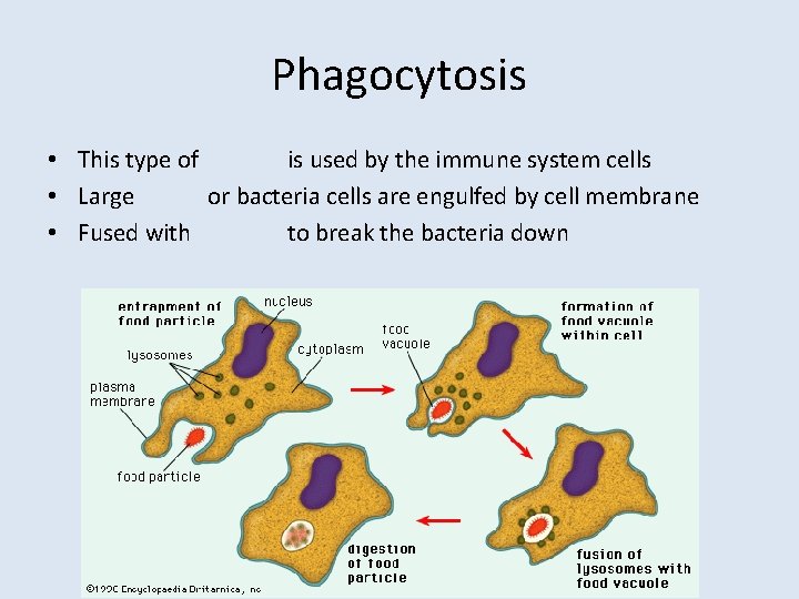 Phagocytosis • This type of is used by the immune system cells • Large