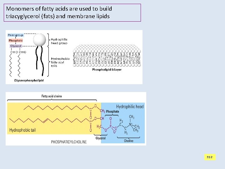 Monomers of fatty acids are used to build triacyglycerol (fats) and membrane lipids 3: