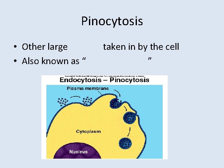 Pinocytosis • Other large • Also known as “ taken in by the cell