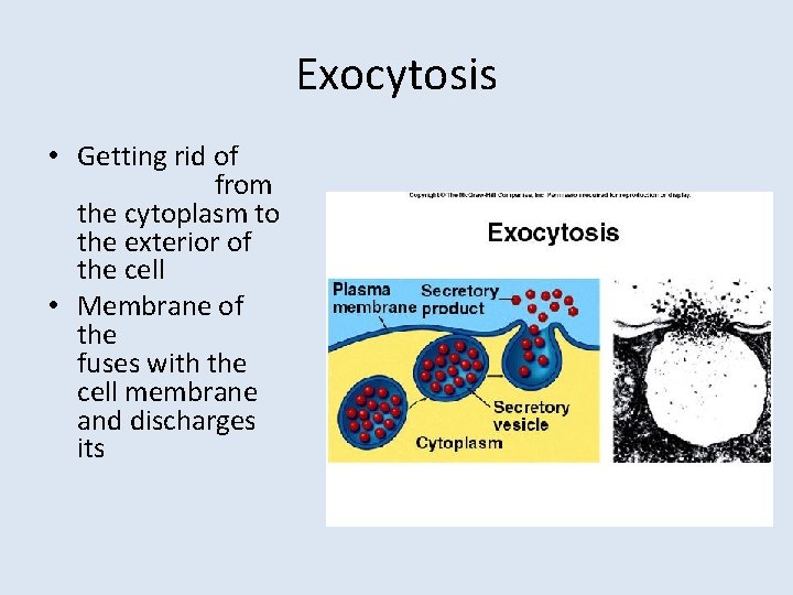 Exocytosis • Getting rid of from the cytoplasm to the exterior of the cell