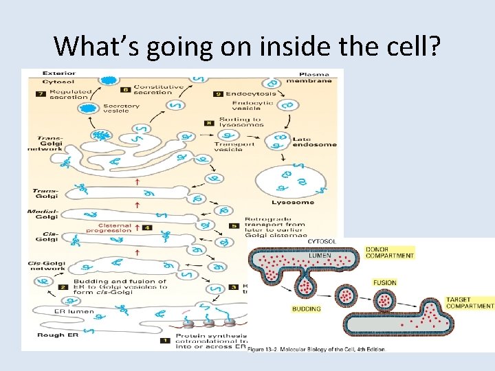 What’s going on inside the cell? 