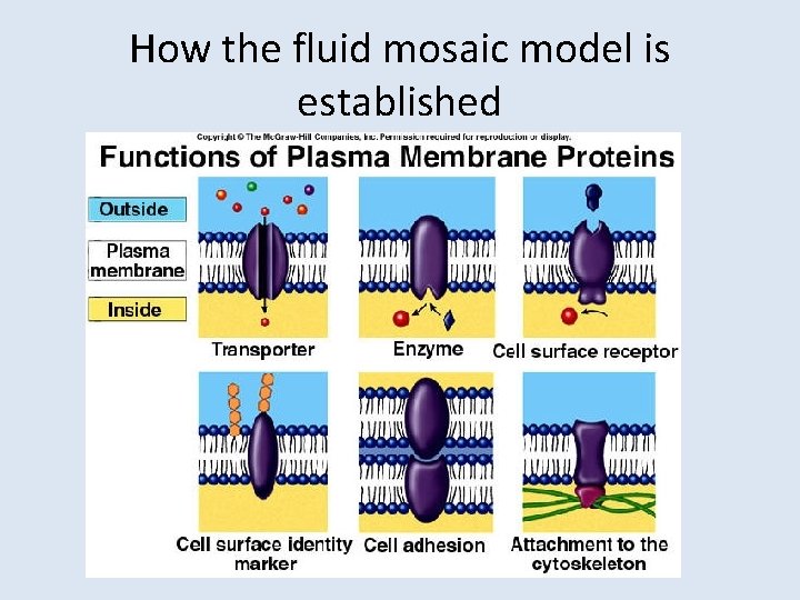 How the fluid mosaic model is established 