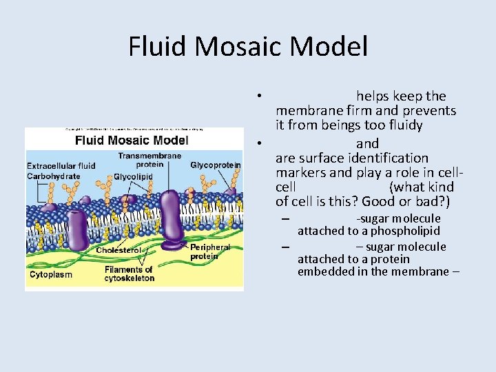 Fluid Mosaic Model helps keep the membrane firm and prevents it from beings too