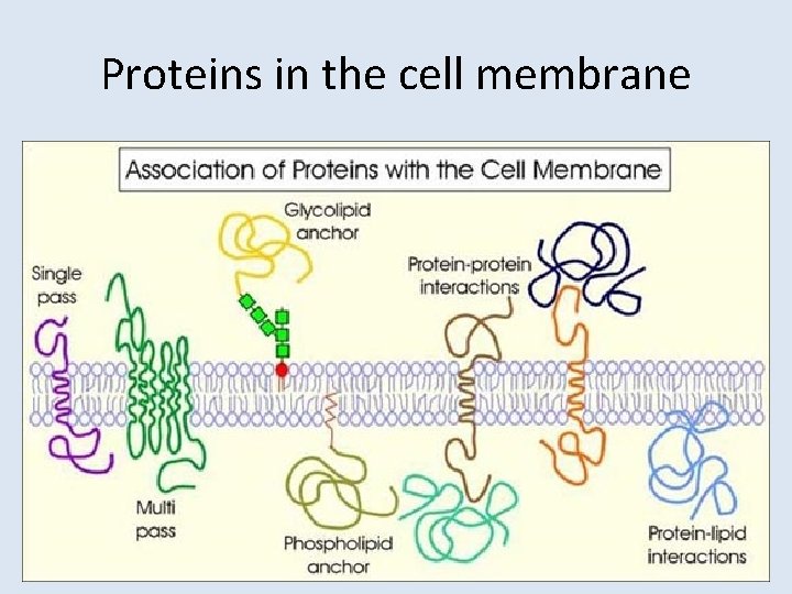Proteins in the cell membrane 