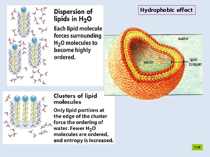 Hydrophobic effect 2: 20 