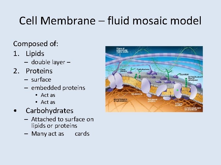 Cell Membrane – fluid mosaic model Composed of: 1. Lipids – double layer –