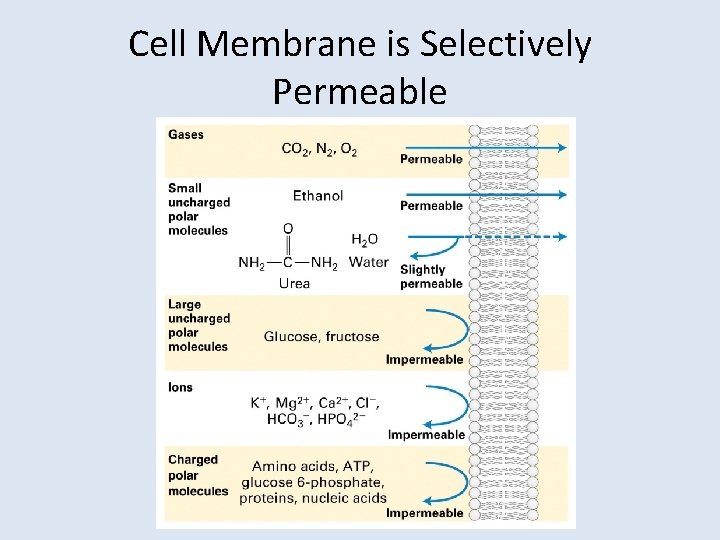 Cell Membrane is Selectively Permeable 