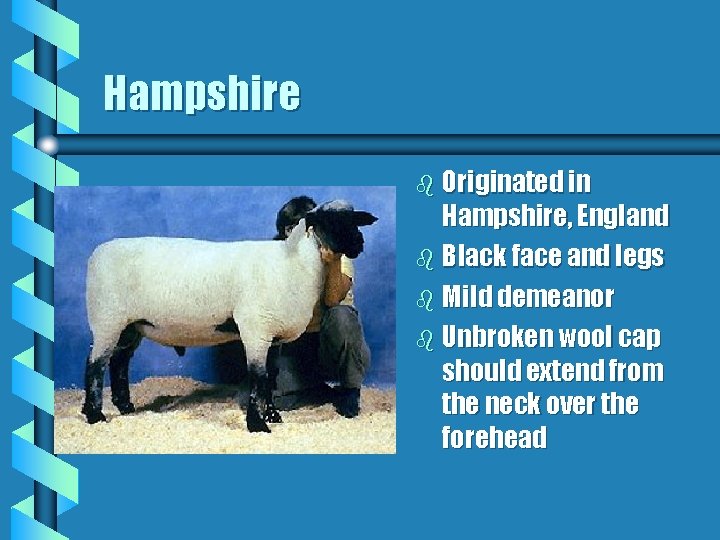 Hampshire b Originated in Hampshire, England b Black face and legs b Mild demeanor