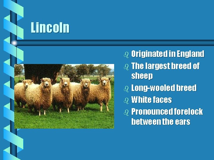 Lincoln b Originated in England b The largest breed of sheep b Long-wooled breed