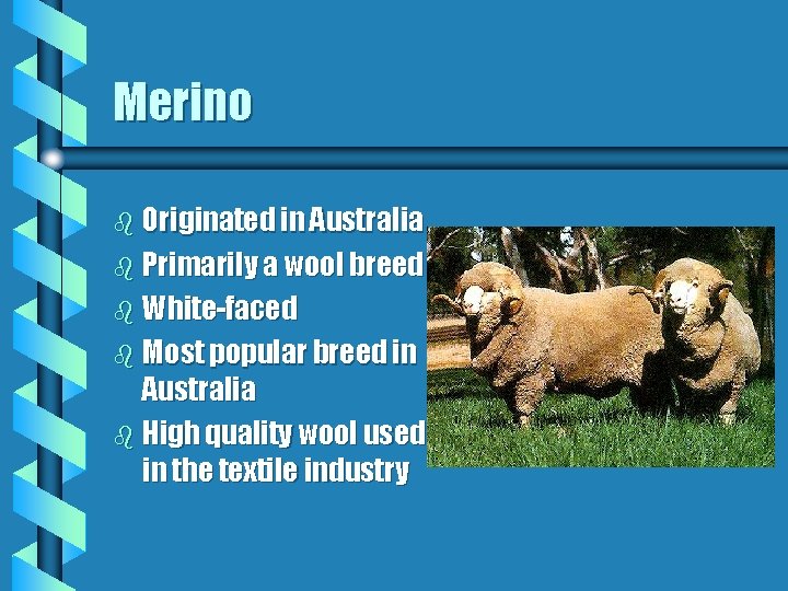 Merino b Originated in Australia b Primarily a wool breed b White-faced b Most