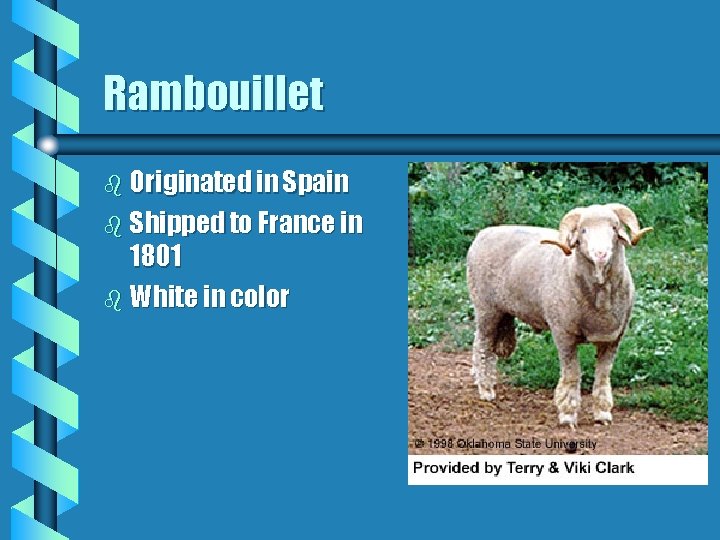 Rambouillet b Originated in Spain b Shipped to France in 1801 b White in