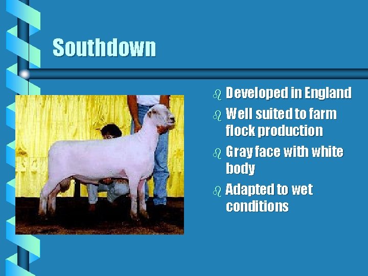 Southdown b Developed in England b Well suited to farm flock production b Gray