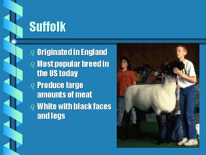 Suffolk b Originated in England b Most popular breed in the US today b