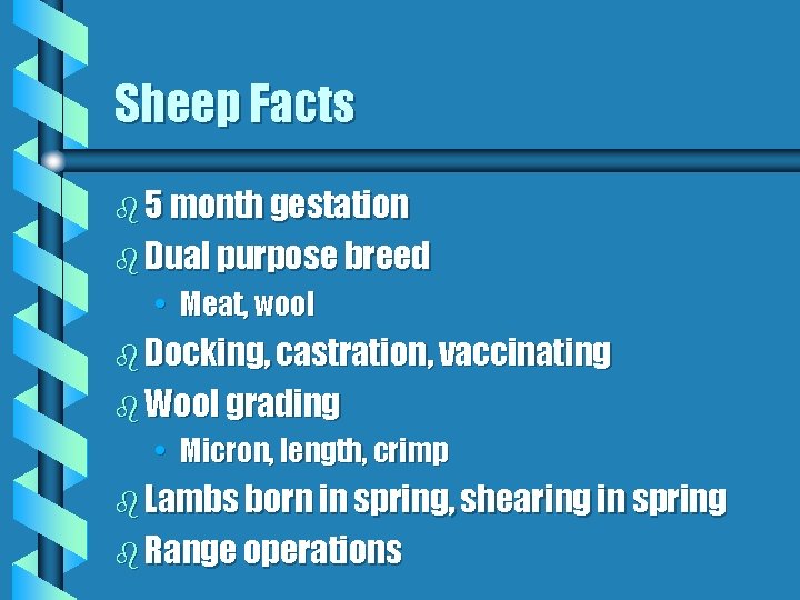 Sheep Facts b 5 month gestation b Dual purpose breed • Meat, wool b