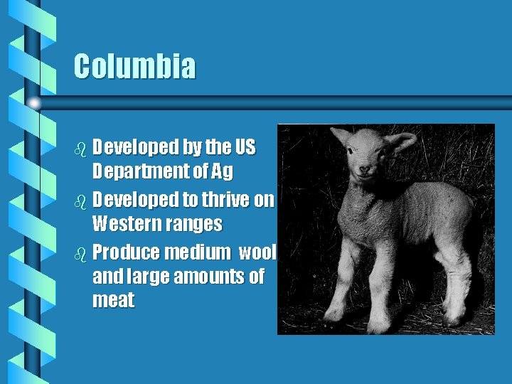 Columbia b Developed by the US Department of Ag b Developed to thrive on