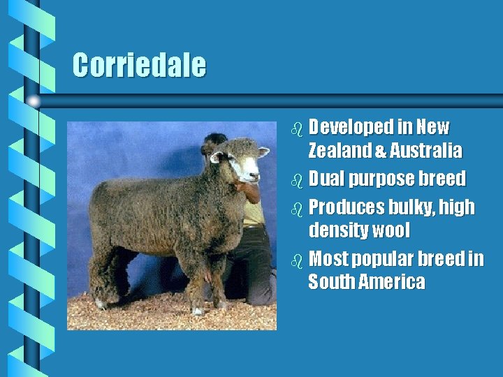 Corriedale b Developed in New Zealand & Australia b Dual purpose breed b Produces