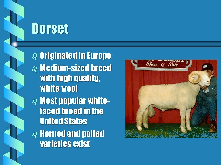 Dorset b Originated in Europe b Medium-sized breed with high quality, white wool b