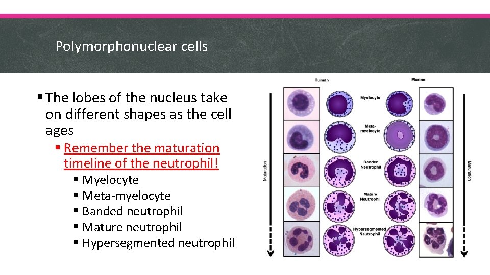 Polymorphonuclear cells § The lobes of the nucleus take on different shapes as the