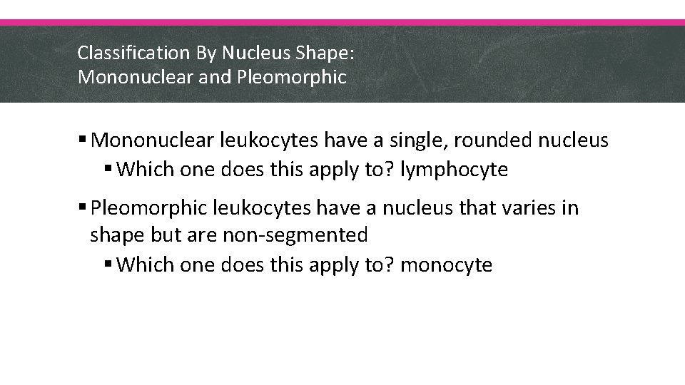 Classification By Nucleus Shape: Mononuclear and Pleomorphic § Mononuclear leukocytes have a single, rounded