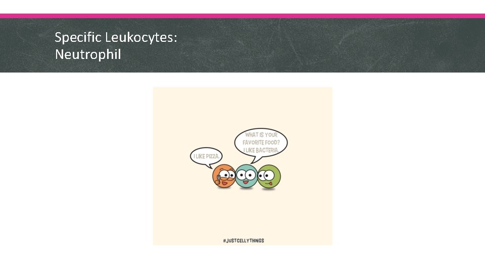 Specific Leukocytes: Neutrophil 
